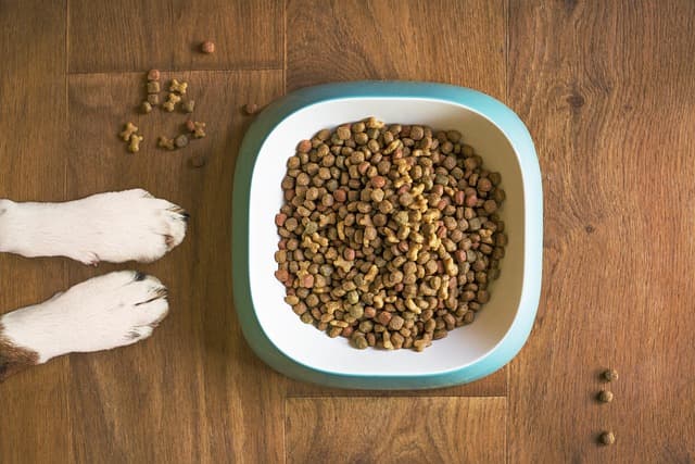 Understanding Animal Nutrition: Key Principles for Pet Health