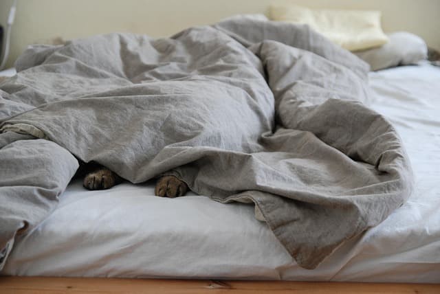 How to Create a Safe and Engaging Environment for Your Pets