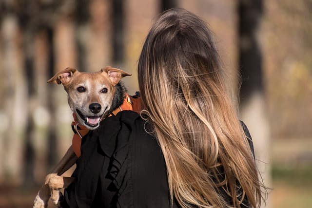 The Essential Guide to Understanding Pet Behavior