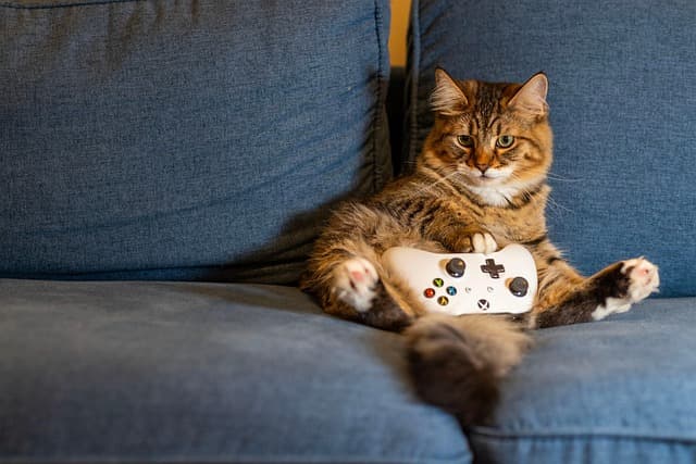 How to Create an Enriching Environment for Your Pets