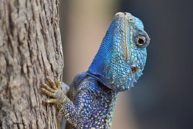 10 Essential Tips for Keeping Your Exotic Pet Happy