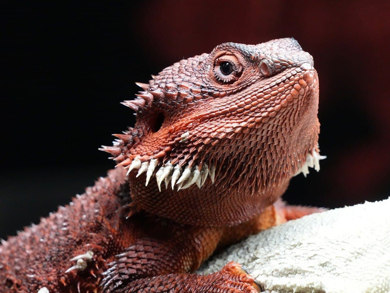 Understanding the Needs of Exotic Pets: A Comprehensive Guide