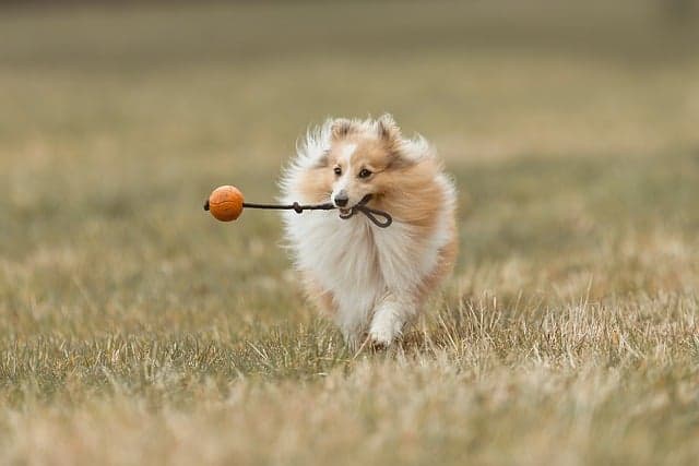 How to Choose the Right Enrichment Activities for Your Pet