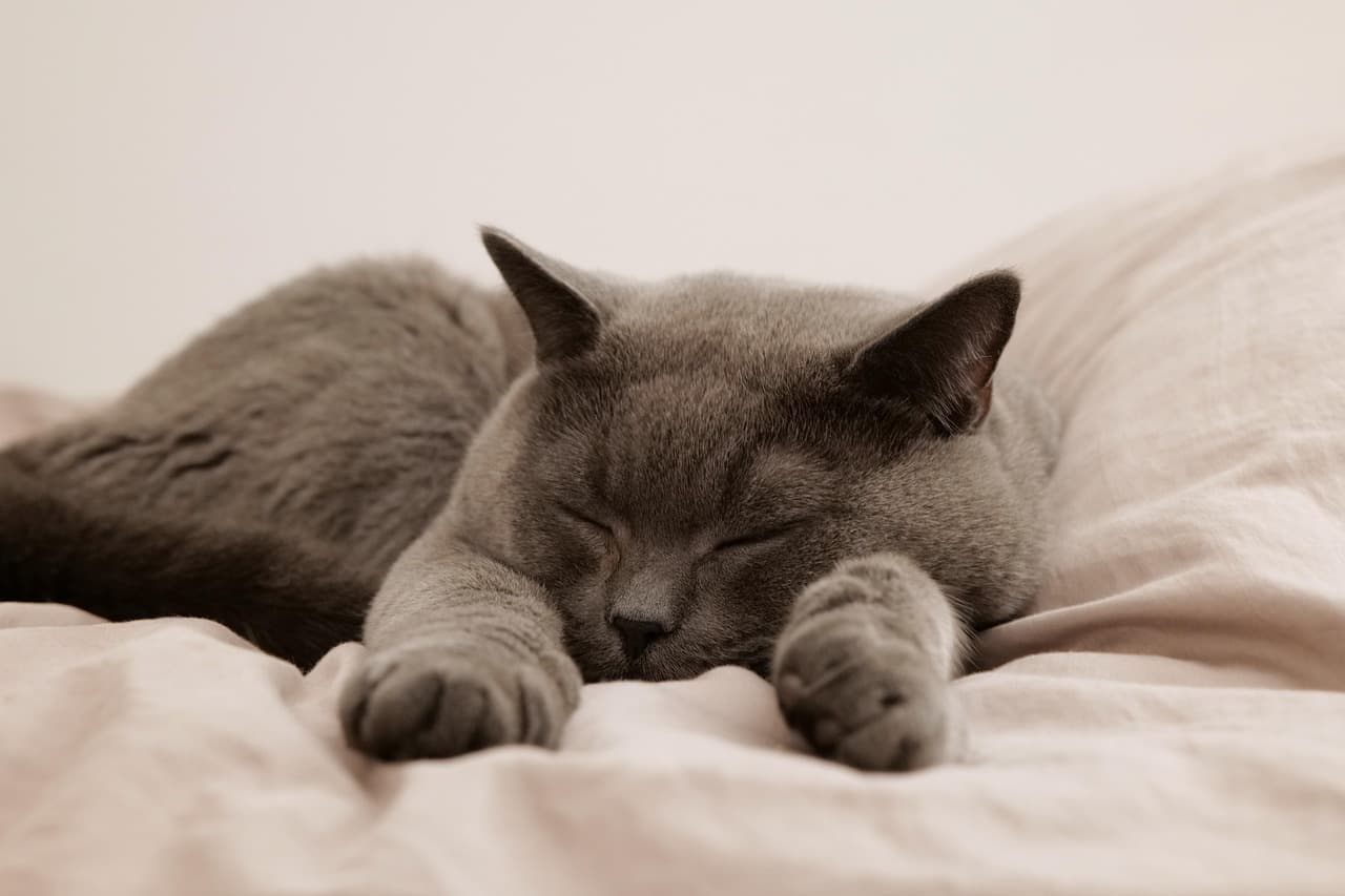 How to Create a Natural Habitat for Your Pet
