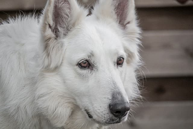 Top 10 Most Popular Dog Breeds and Their Traits