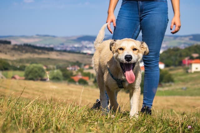 How to Choose the Best Pet for Your Family: A Comprehensive Guide