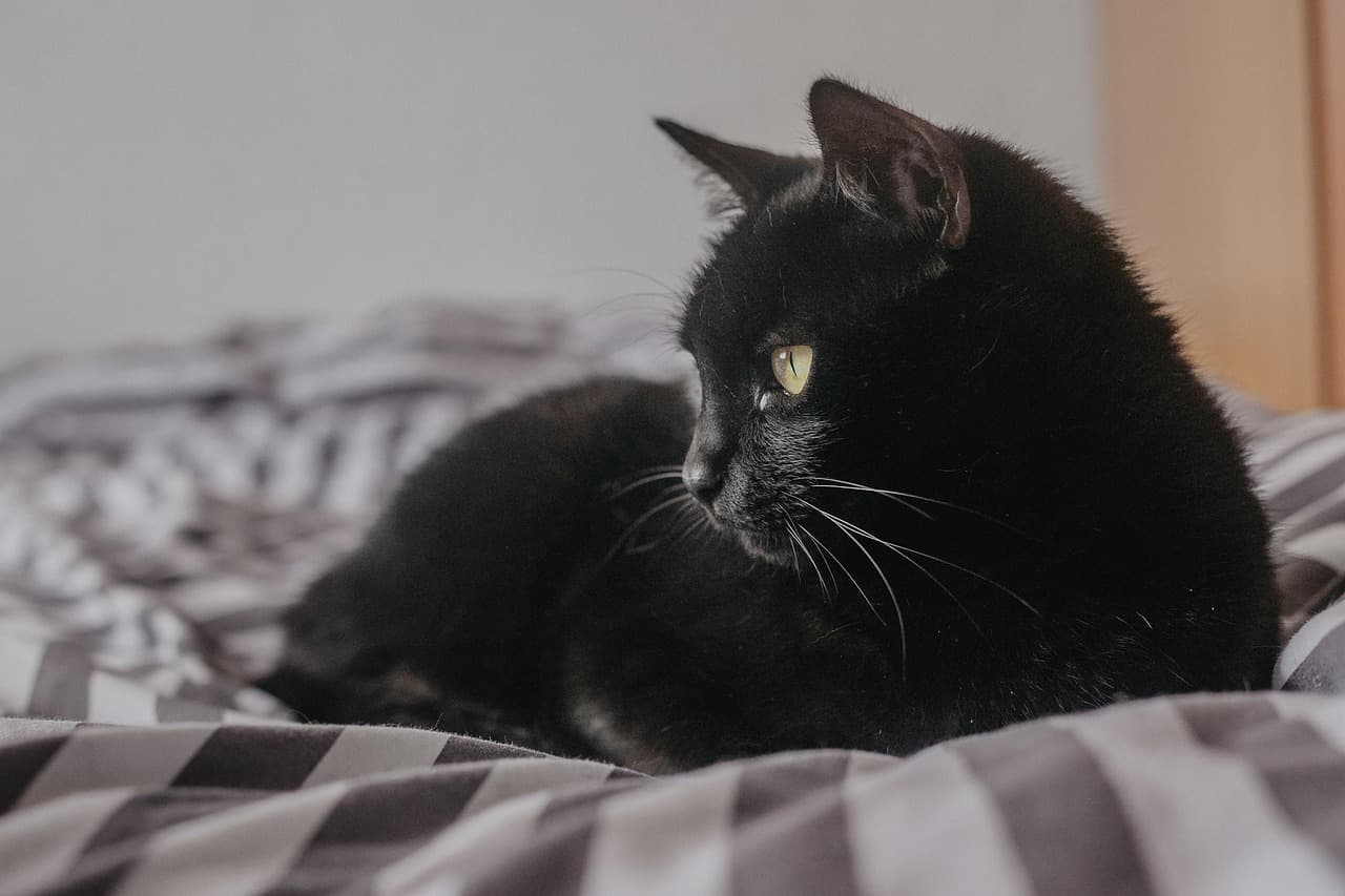 10 Essential Tips for Caring for Feral Cats