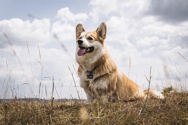 How to Create an Engaging Environment for Your Pet