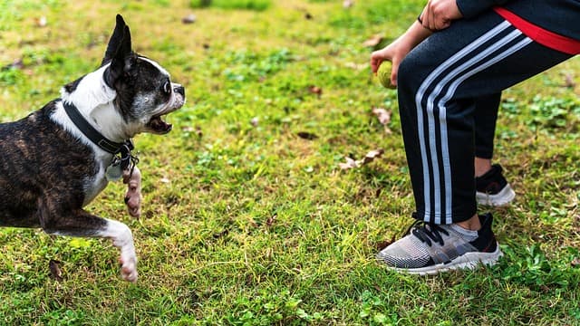 Understanding the Unique Needs of Your Pet's Breed
