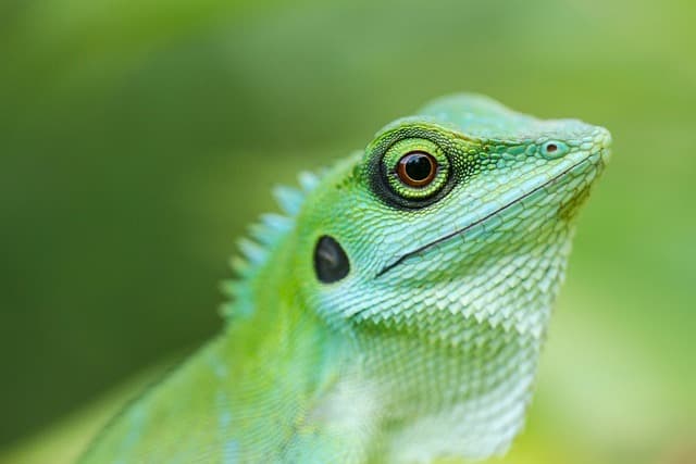 Understanding the Unique Care Requirements of Exotic Pets