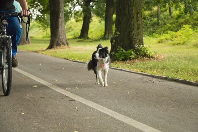 Understanding the Emotional Needs of Your Pets
