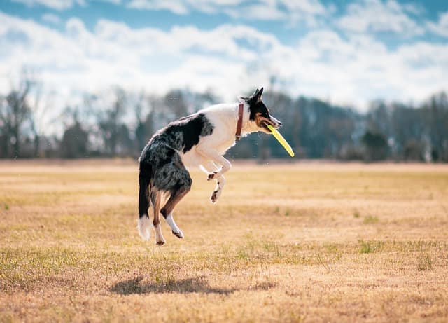10 Fun Ways to Engage Your Dog in Playtime