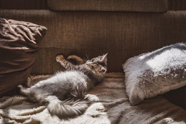 10 Tips for Creating an Engaging Environment for Your Pet