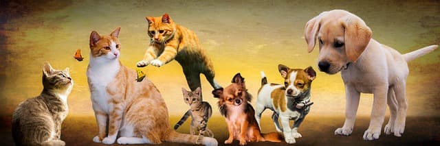 The Essential Guide to Understanding Animal Emotions