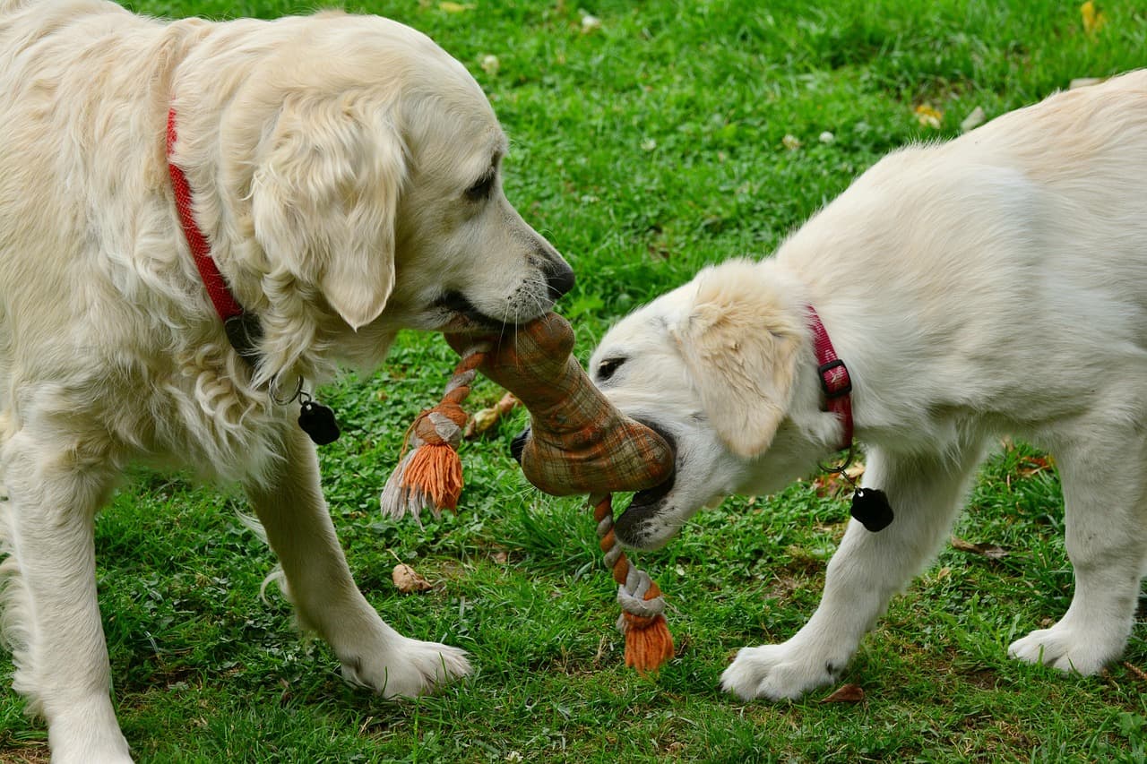 10 Essential Tips for Caring for Your New Puppy