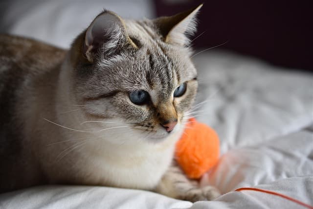 10 Creative Ways to Enrich Your Cat's Life