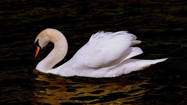 Understanding Animal Migrations: Why and How They Move