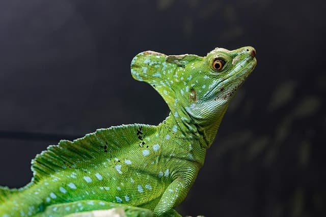 10 Essential Tips for Caring for Your Exotic Pet