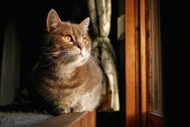 How to Create a Safe and Engaging Environment for Your Pet