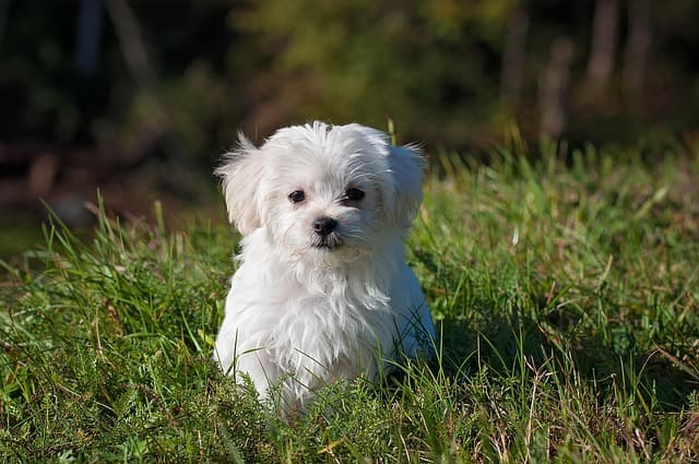 How to Create the Ideal Habitat for Your Pet's Comfort