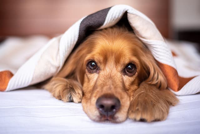 How to Create the Perfect Environment for Your Pet