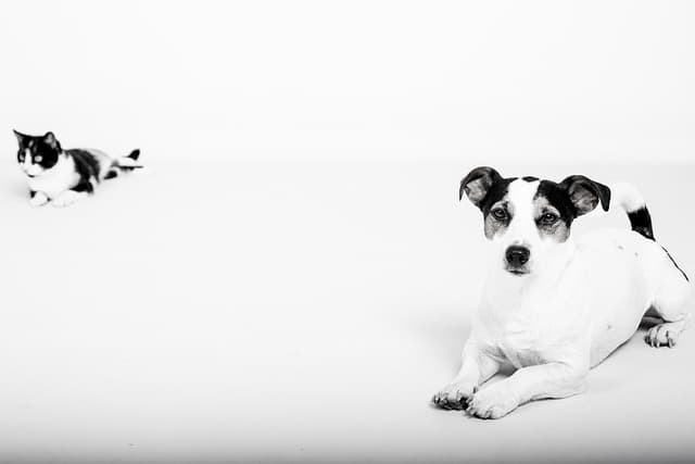 How to Choose the Best Pet for Your Family