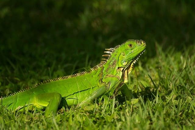 How to Create an Engaging Environment for Your Exotic Pet