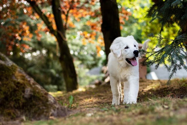 The Importance of Socialization for Your New Puppy
