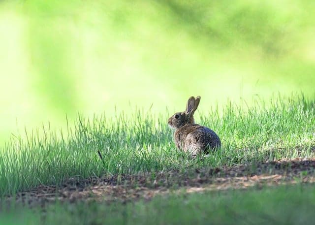 10 Essential Tips for Enriching Your Rabbit's Life