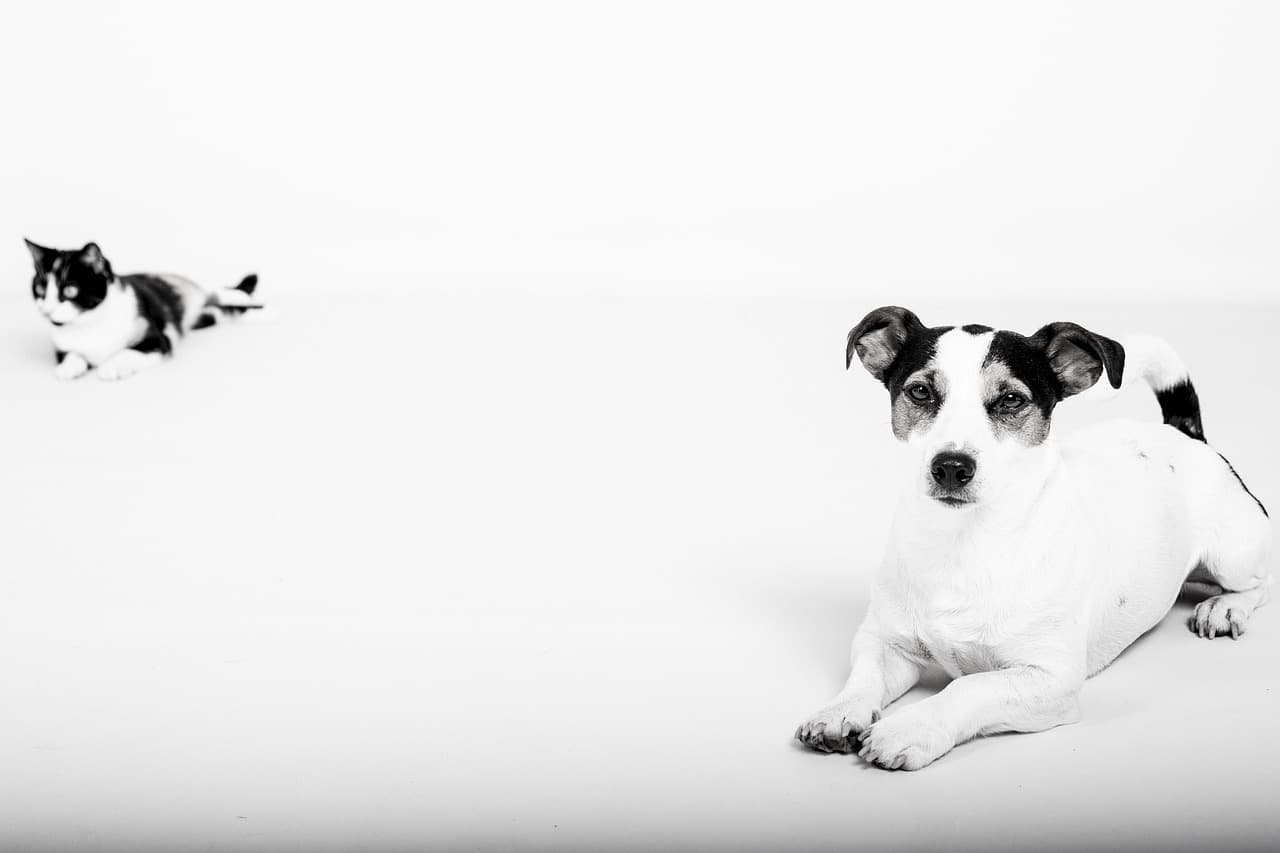 10 Tips for Keeping Your Pet Safe at Home