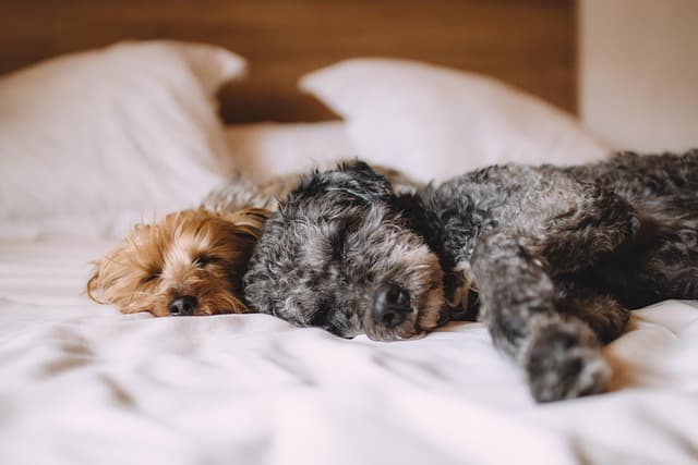 Understanding the Unique Needs of Senior Pets