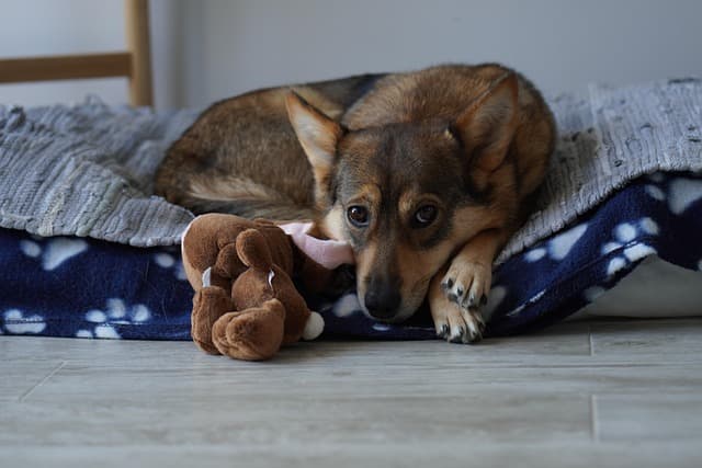 10 Tips for Creating a Safe Habitat for Your Pet
