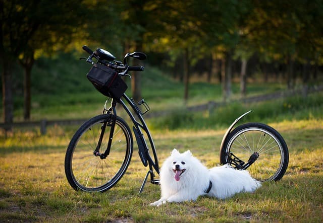 Understanding Animal Grooming: Essential Practices for Pet Care
