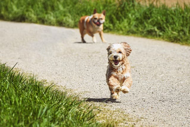 How to Choose the Right Enrichment Activities for Your Pet